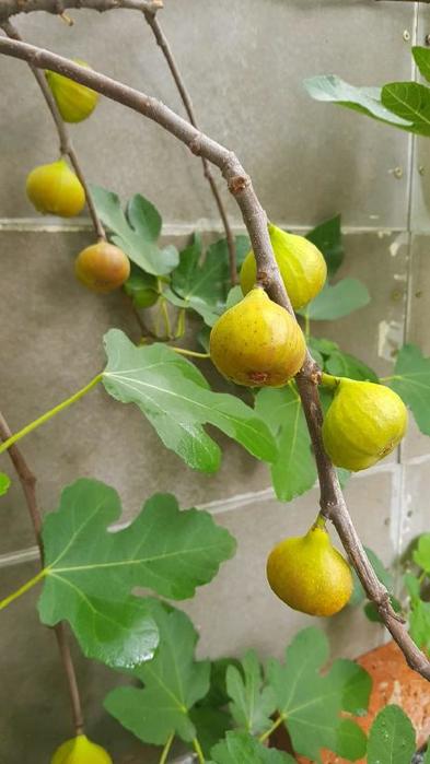 Marcela Zajíčková